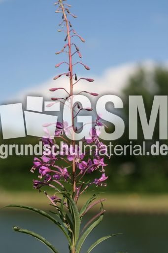 Schmalblättriges Weidenröschen-1.jpg